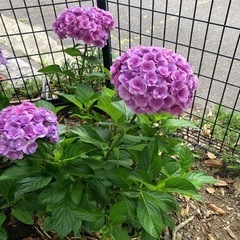紫陽花  各種苗 ありますNO.4の画像