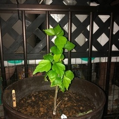 ムクゲ  サシ苗  白の画像