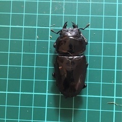 NESiA890大クワガタ④の画像