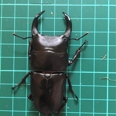 NESiA890大クワガタ④の画像