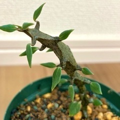 希少種【多肉植物】セロぺギア・ボッセリ（3号スリット鉢付き）