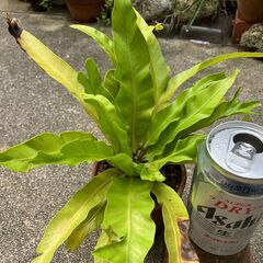 シシバタニワタリ　値下げ