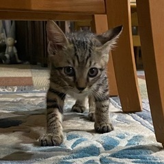 生後2ヶ月の子猫