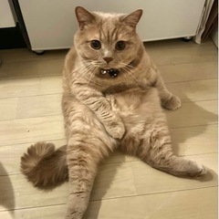 ブリティッシュショートヘア