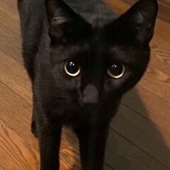 （里親決定しました！）イケニャン黒猫のさつき君