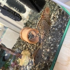 セルフィンプレコの画像