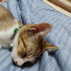 急ぎで子猫ちゃん家族探してます − 福岡県