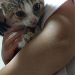 急ぎで子猫ちゃん家族探してます - 鞍手郡