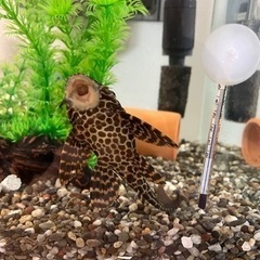 セルフィンプレコの画像