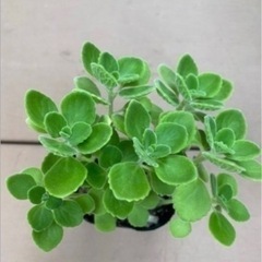アロマティカス、観葉植物を譲って下さい