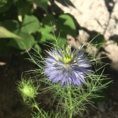 ニゲラの種①　おまけ付きの画像