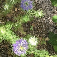 ニゲラの種①　おまけ付きの画像