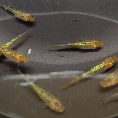 ★近松めだか（ゴールデンサファイアメダカ）の画像