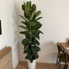 大型観葉植物　ゴムの木