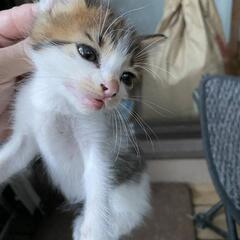 急募❕里親になってくれませんか？残り1匹です🐈️