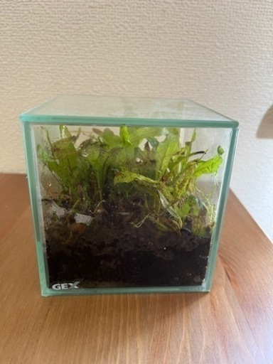ADA キューブガーデン　36cm水槽　水草セット