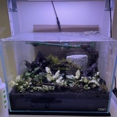ADA キューブガーデン　36cm水槽　水草セット