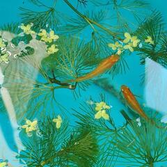 めだかの稚魚　１０～２０匹程度
