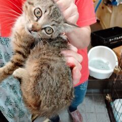 可愛い子猫いっぱいいます。