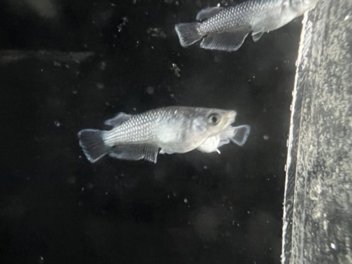 新世代　ミッドナイトフリルラメタイプ　若魚　1ペア