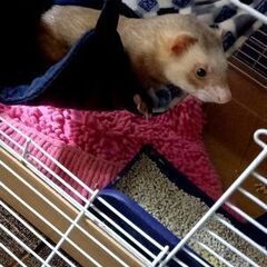 フェレット譲ります