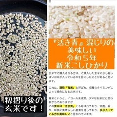 令和5年度　新米こしひかり『活き青』混じりの美味しいお米　玄米30キロ