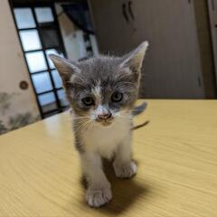 里親さん募集中です（お話中です）