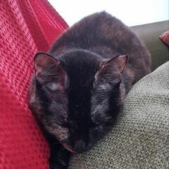 【取引中】キャットタワーの画像