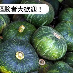 【日払い】北海道中川郡美深町でかぼちゃの植え付け作業のお仕事！【...