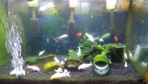 60㎝水槽一式と熱帯魚譲ります