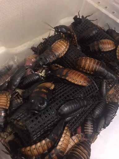 マダガスカルゴキブリ200匹(コロニー)