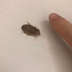 デュビア　1センチー～3センチ　餌用200匹