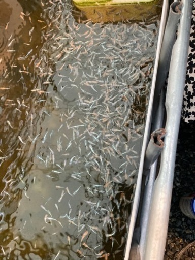 ミックスめだか500匹