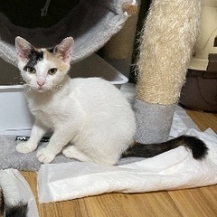 4ヶ月、おっとりした甘えん坊なミケ猫
