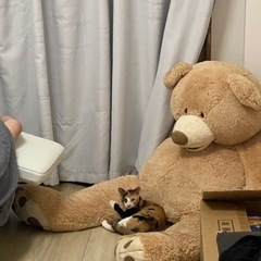 母猫、子猫の三毛猫