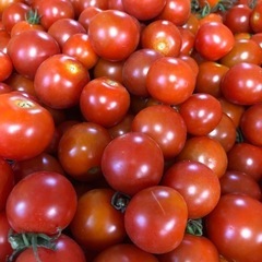 ミニトマト 3kg 規格外品