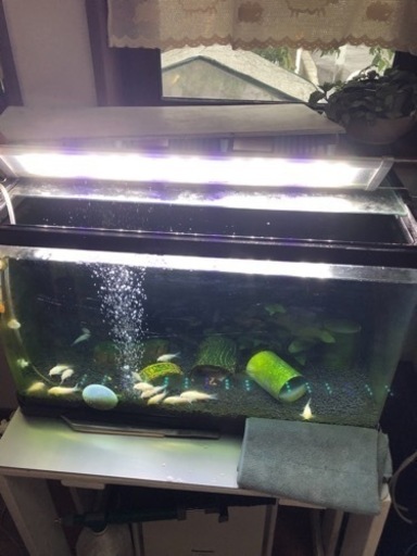 60㎝水槽一式と熱帯魚譲ります