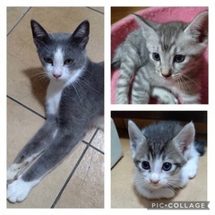 推定2ヶ月兄妹&推定1歳グレー親子😺