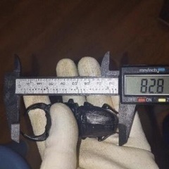 オオクワガタ幼虫4匹セット