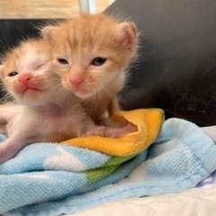野良猫子猫