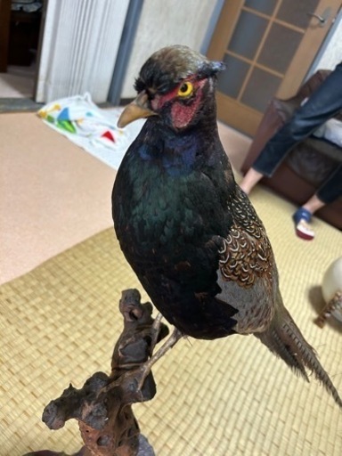 雉の剥製