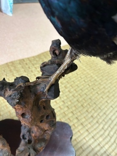雉の剥製