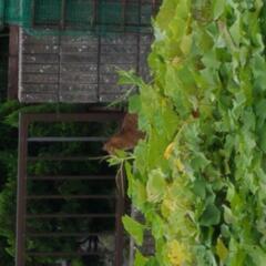 宮崎市まなび野の情報求む笑