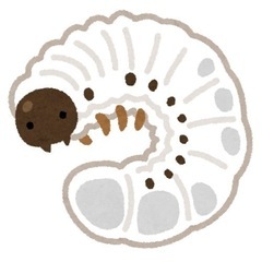 【お話し合い中】国産カブトムシの幼虫 貰ってください！