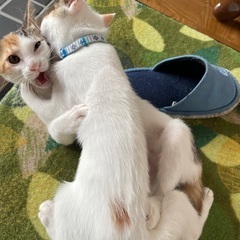 1歳2ヶ月メス2匹里親！