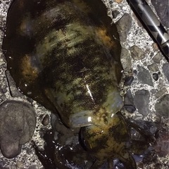 釣り友達や情報交換しませんか