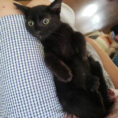 シャルル  賢い 4ヶ月 四角顔オス 毛並みツヤツヤ