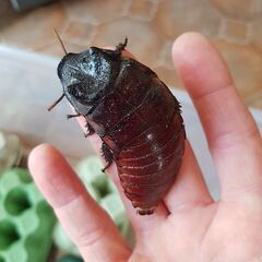 世界のゴキブリ　２０～３０種類の画像