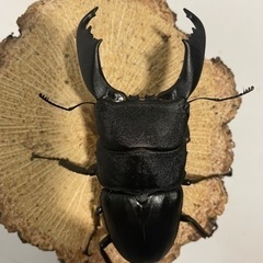 スラウェシオオヒラタクワガタ♂単