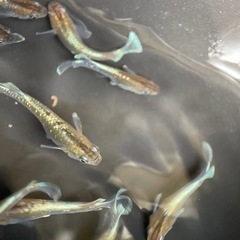 (めだか屋　恵作めだか)現物出品　レッドクリフ　ダークタイプ　産...